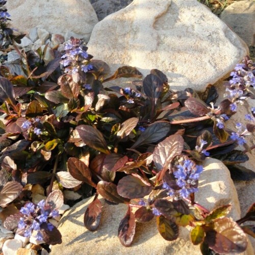 Ajuga reptans 'Black Scallop' - Roomav akakapsas 'Black Scallop' P11/0,75L